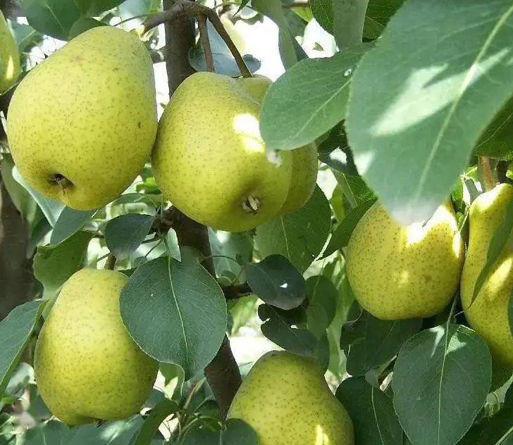 pear