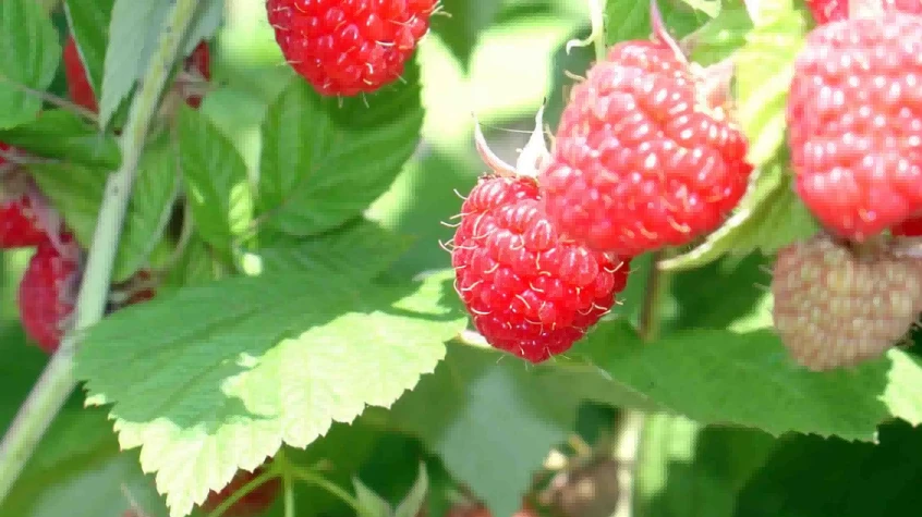 raspberries1 raspberries1