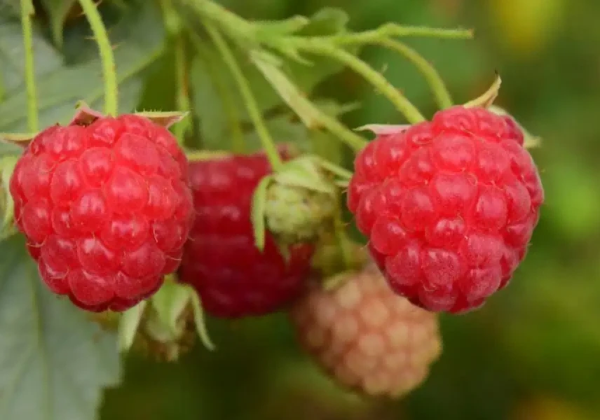 raspberries raspberries