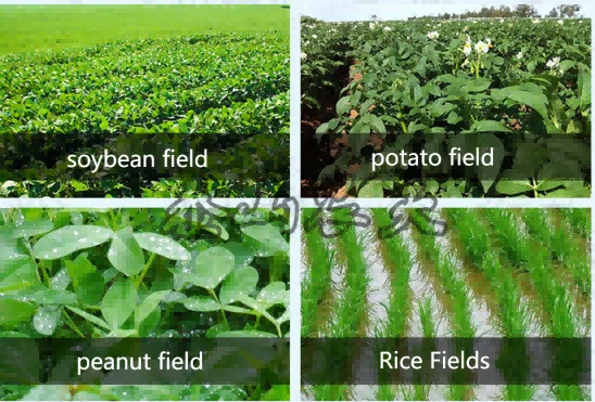 bentazone application bentazone application