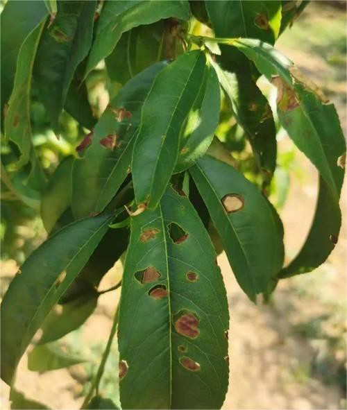 Peach fungal leaf perforation disease Peach fungal leaf perforation disease
