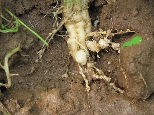 Root-knot nematode disease Root-knot nematode disease