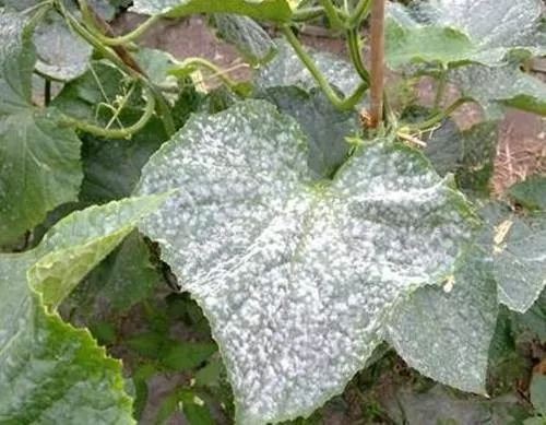 powdery mildew powdery mildew