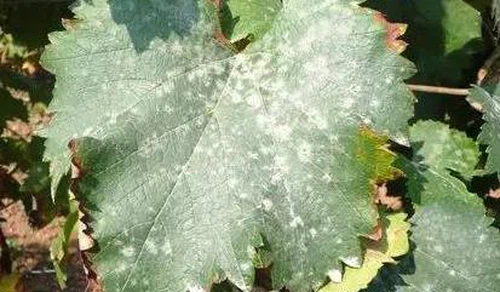 Powdery mildew Powdery mildew