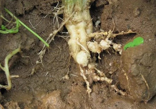 root-knot nematodes root-knot nematodes