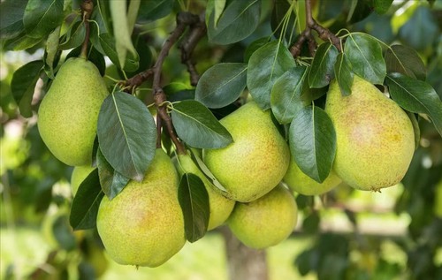 Fruit Tree Diseases Fruit Tree Diseases
