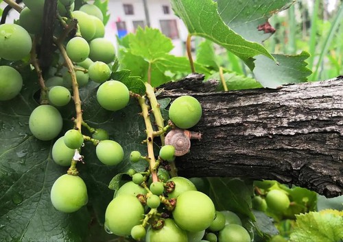 Fruit Tree Diseases Fruit Tree Diseases