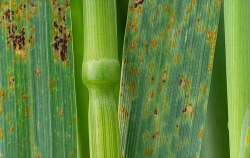 Field Crop Diseases Field Crop Diseases